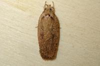 Agonopterix