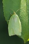 Tortrix viridana