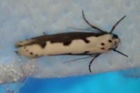 Ethmia bipunctella