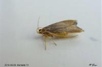 Eurodachtha pallicornella