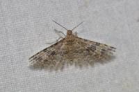 Alucita hexadactyla