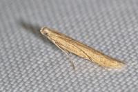 Batrachedra parvulipunctella