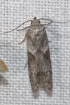 Blastobasis glandulella