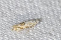 Bucculatrix