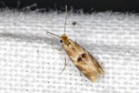 Bucculatrix ulmella
