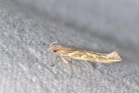 Pyroderces argyrogrammos