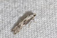 Blastodacna hellerella