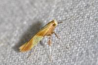 Caloptilia