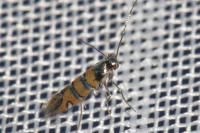Phyllonorycter schreberella