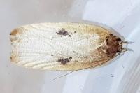 Agonopterix subpropinquella
