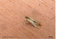 Batia lunaris