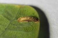 Coleophora flavipennella