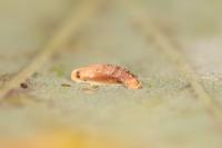 Coleophora lutipennella