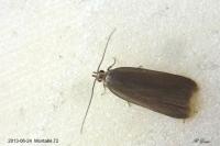 Acompsia cinerella