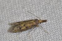 Aplota palpella
