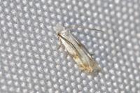 Pseudopostega