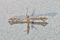Amblyptilia