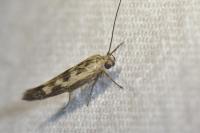 Scythris limbella
