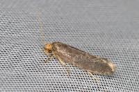 Cephimallota crassiflavella