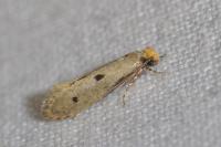 Tinea trinotella