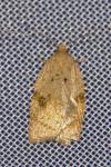 Acleris ferrugana/notana