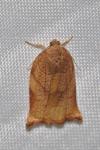 Archips podana