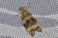 Celypha lacunana