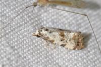 Neocochylis hybridella