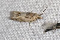 Crocidosema plebejana
