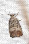 Cydia splendana