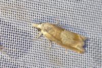 Eucosma conterminana