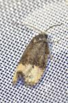 Metendothenia atropunctana