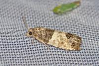 Spilonota ocellana