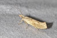 Ypsolopha alpella