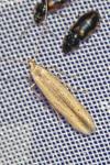 Batrachedra parvulipunctella