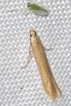 Batrachedra parvulipunctella