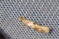 Bucculatrix ulmella