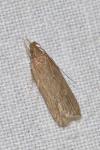 Helcystogramma triannulella