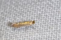 Phyllonorycter messaniella