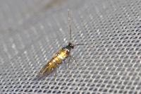 Phyllonorycter schreberella