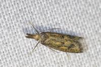 Aplota palpella