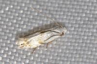 Pseudopostega