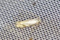 Pseudopostega