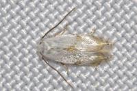 Pseudopostega