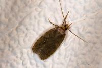 Agonopterix