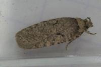 Agonopterix curvipunctosa