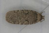 Agonopterix curvipunctosa