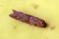 Tortricodes alternella