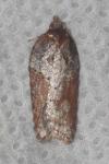Acleris hastiana