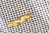 Bucculatrix ulmella
